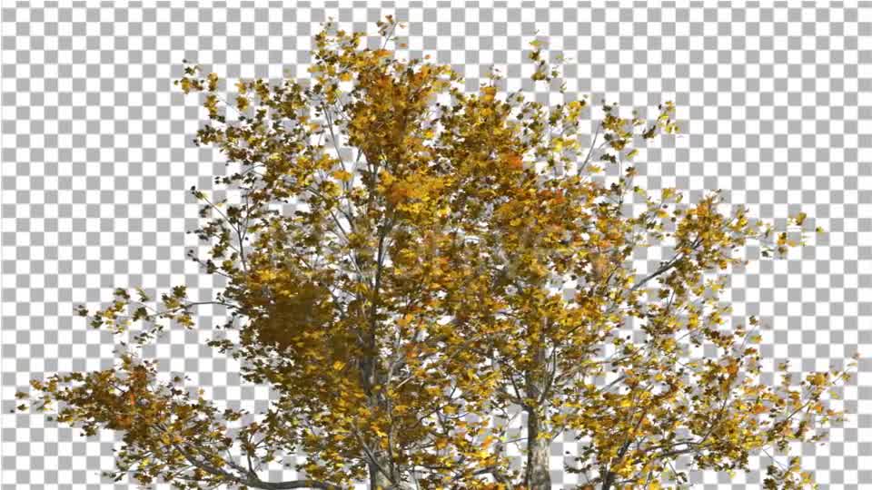 Top of London Plane Tree Cut of Chroma Key Tree - Download Videohive 13505549