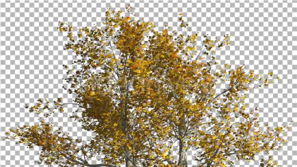 Top of London Plane Tree Cut of Chroma Key Tree - Download Videohive 13505549