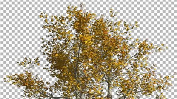 Top of London Plane Tree Cut of Chroma Key Tree - Download Videohive 13505549