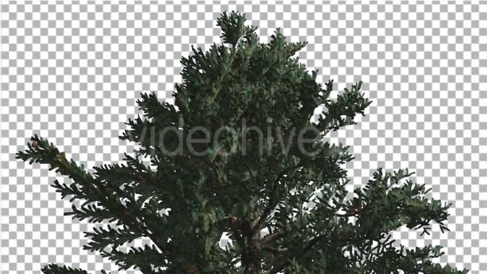 Top of White Fir Coniferous Evergreen Thin Tree - Download Videohive 19450928