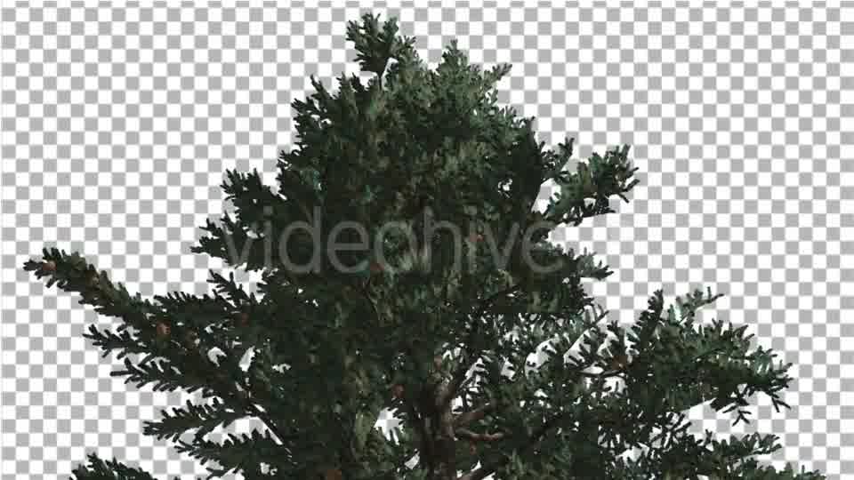 Top of White Fir Coniferous Evergreen Thin Tree - Download Videohive 19450928