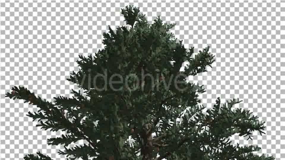 Top of White Fir Coniferous Evergreen Thin Tree - Download Videohive 19450928