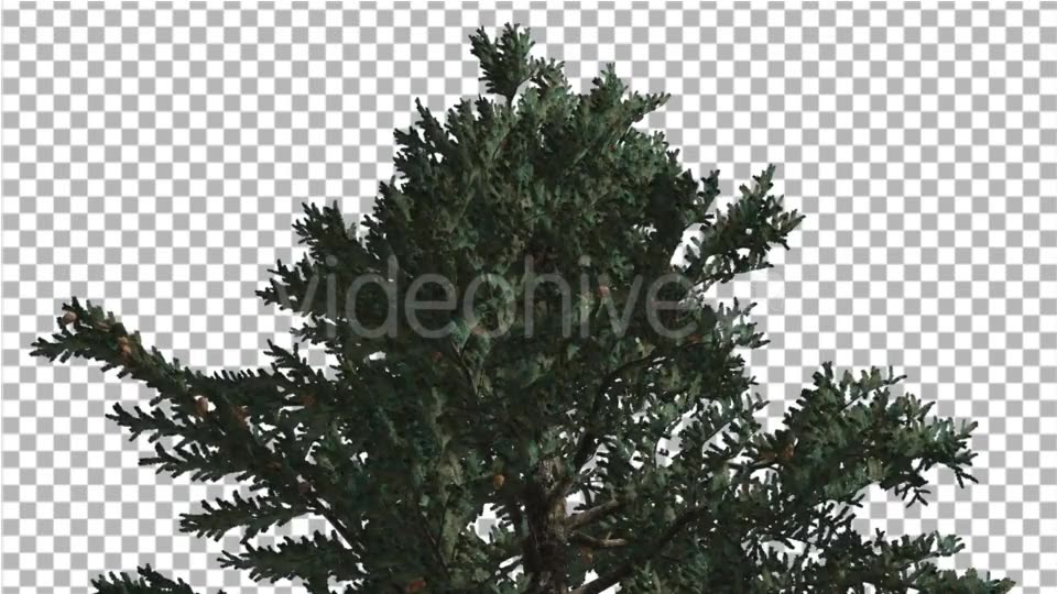 Top of White Fir Coniferous Evergreen Thin Tree - Download Videohive 19450928