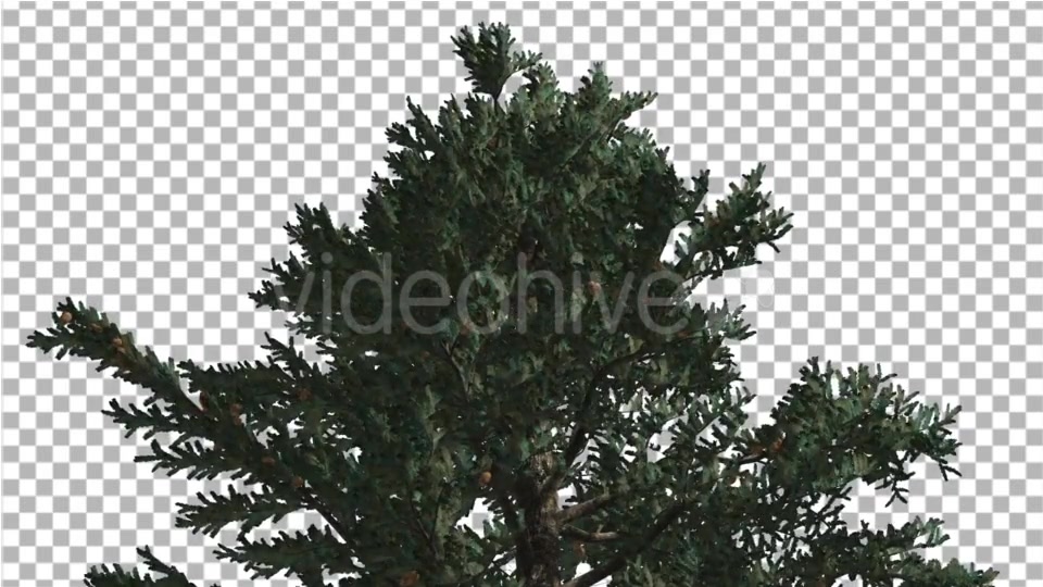 Top of White Fir Coniferous Evergreen Thin Tree - Download Videohive 19450928