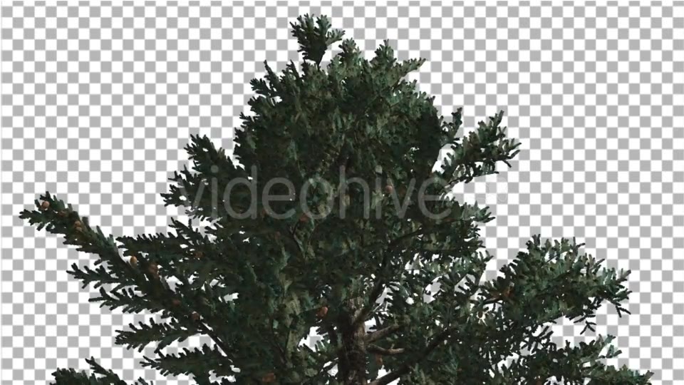 Top of White Fir Coniferous Evergreen Thin Tree - Download Videohive 19450928