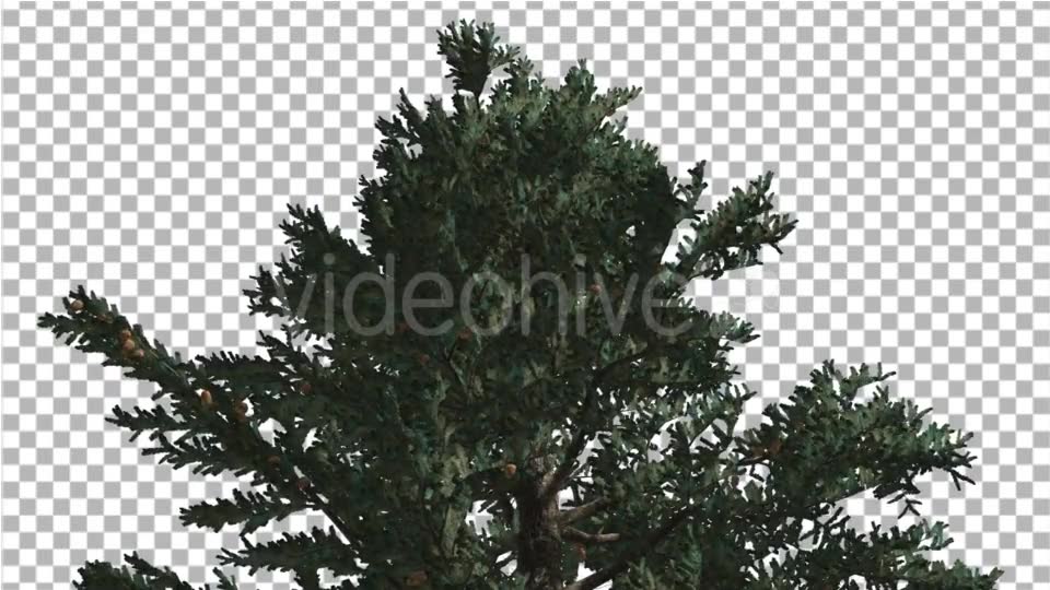 Top of White Fir Coniferous Evergreen Thin Tree - Download Videohive 19450928