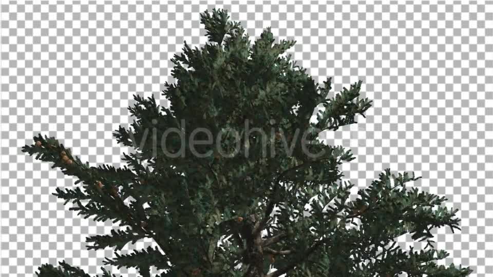 Top of White Fir Coniferous Evergreen Thin Tree - Download Videohive 19450928