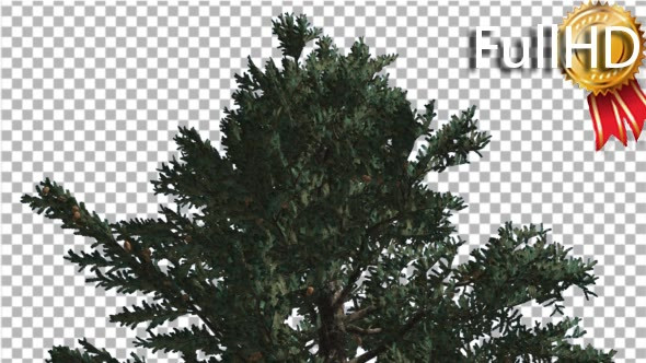 Top of White Fir Coniferous Evergreen Thin Tree - Download Videohive 19450928