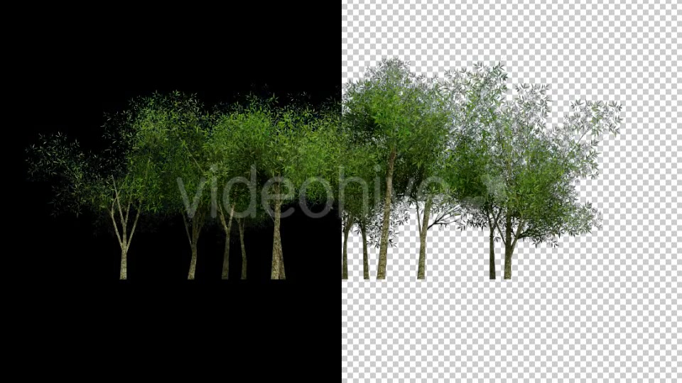 Tree Group Animation - Download Videohive 18348017