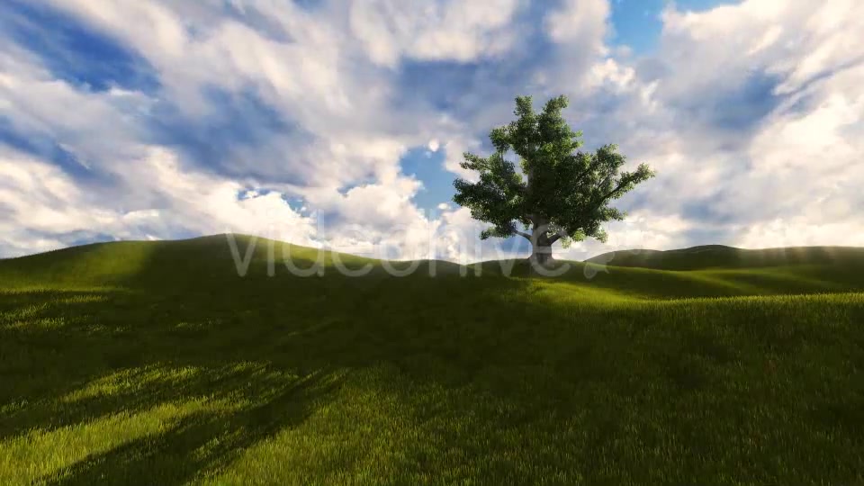 Tree On The Blistful Field - Download Videohive 8871033