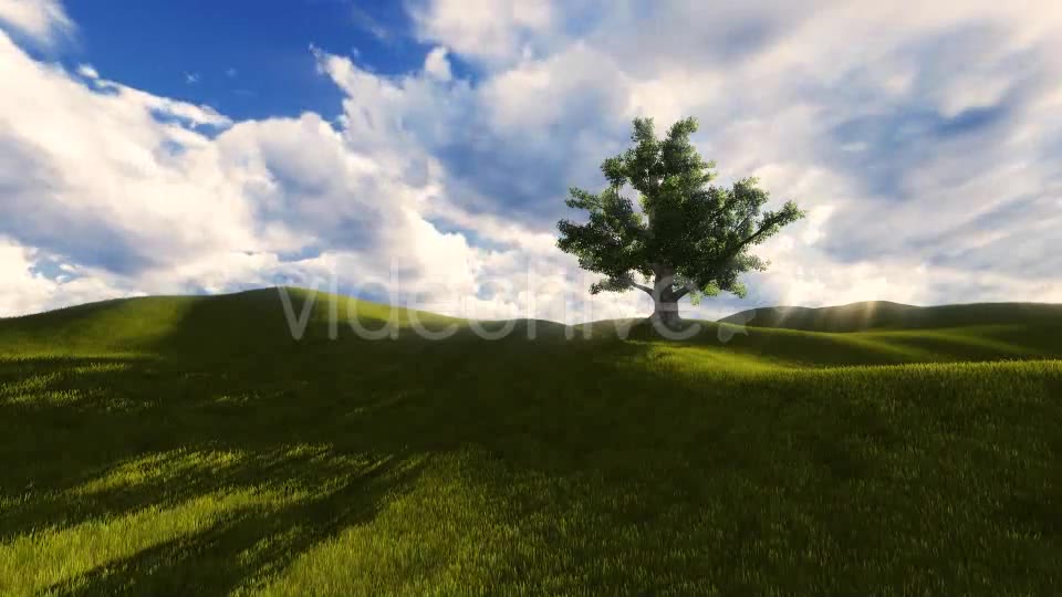 Tree On The Blistful Field - Download Videohive 8871033