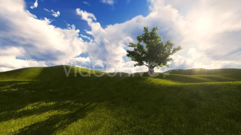 Tree On The Blistful Field - Download Videohive 8871033