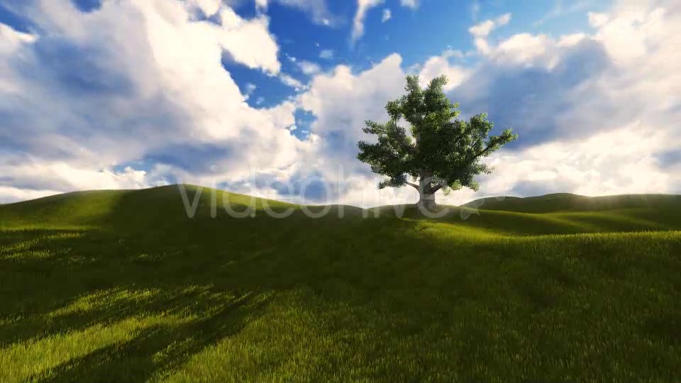 Tree On The Blistful Field - Download Videohive 8871033