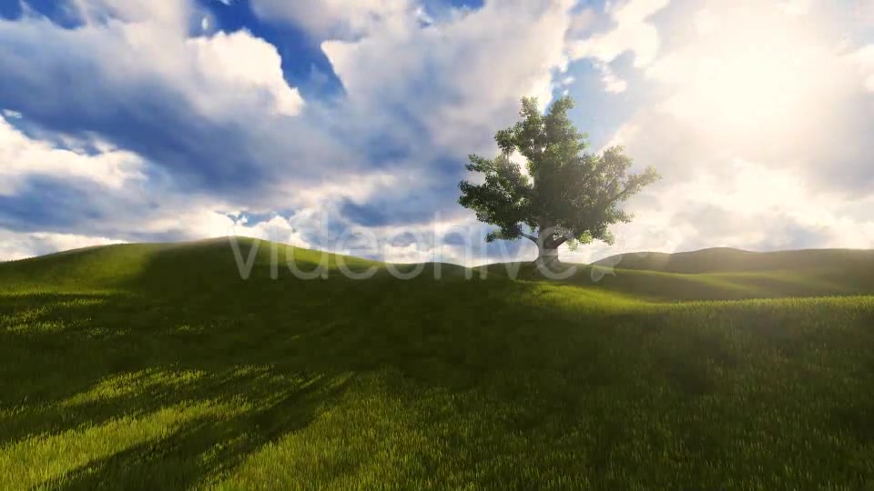 Tree On The Blistful Field - Download Videohive 8871033