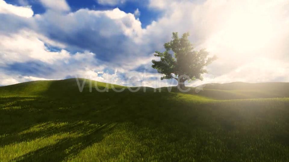 Tree On The Blistful Field - Download Videohive 8871033