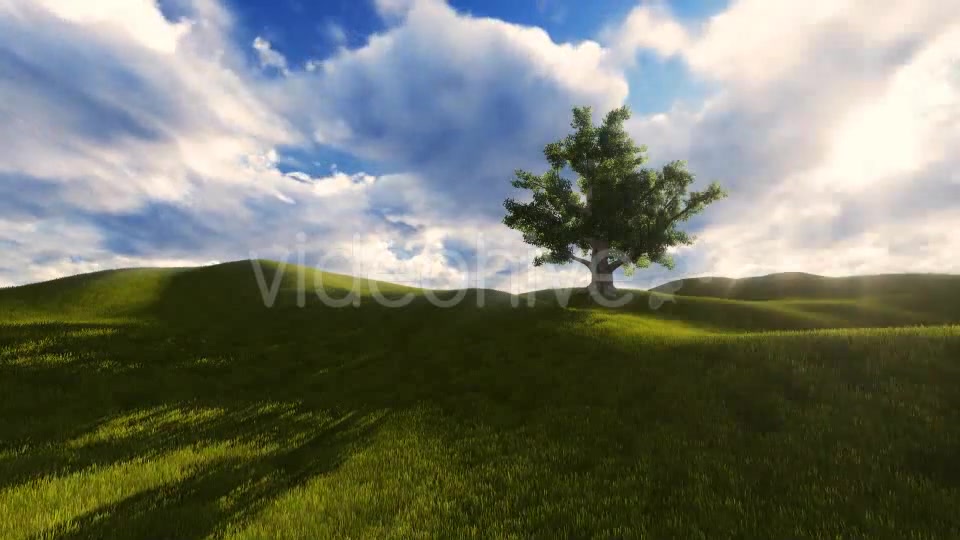 Tree On The Blistful Field - Download Videohive 8871033