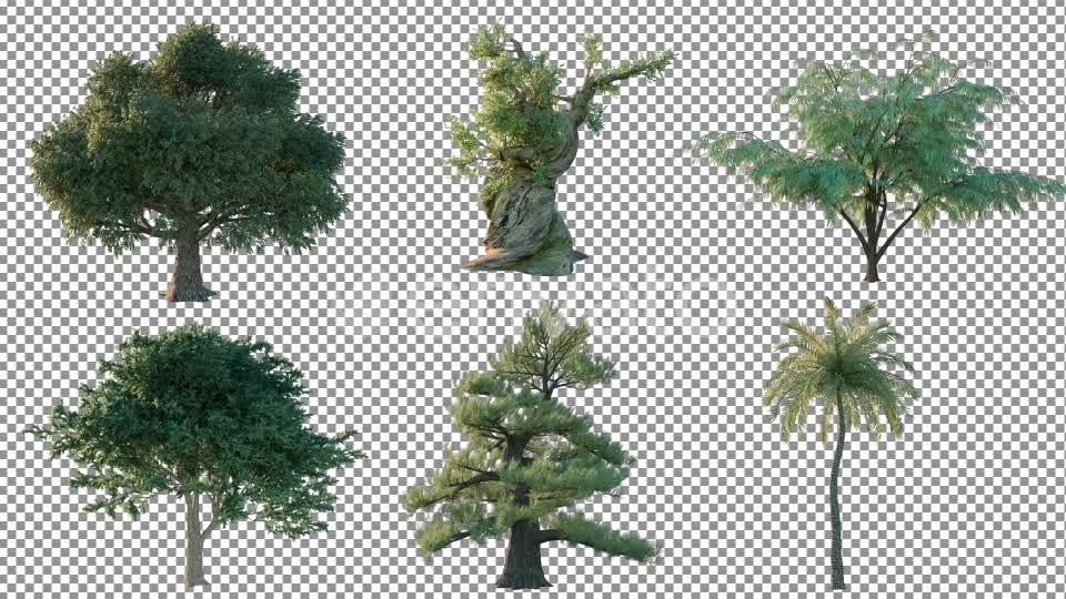Tree Pack 4K Videohive 26266867 Motion Graphics Image 1