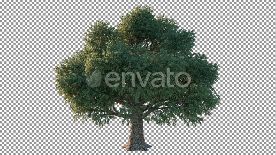 Tree Pack 4K Videohive 26266867 Motion Graphics Image 2