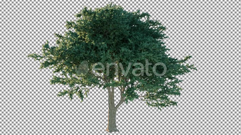 Tree Pack 4K Videohive 26266867 Motion Graphics Image 7