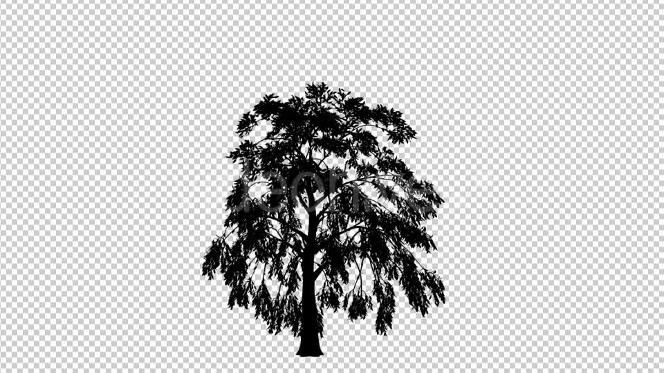 Tree Silhouette Reviving - Download Videohive 19460964