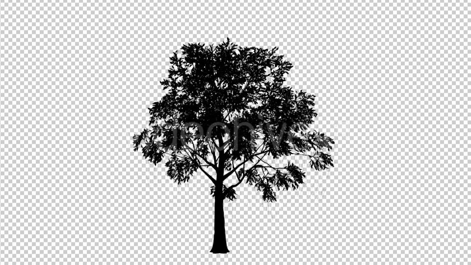 Tree Silhouette Reviving - Download Videohive 19460964