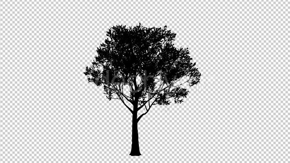 Tree Silhouette Reviving - Download Videohive 19460964