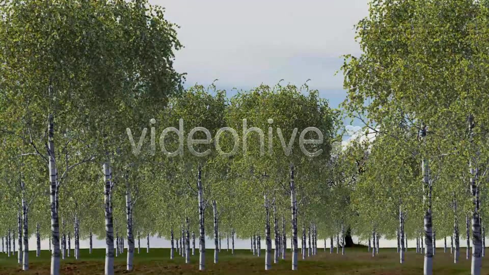 Tree Videohive 4232646 Motion Graphics Image 6