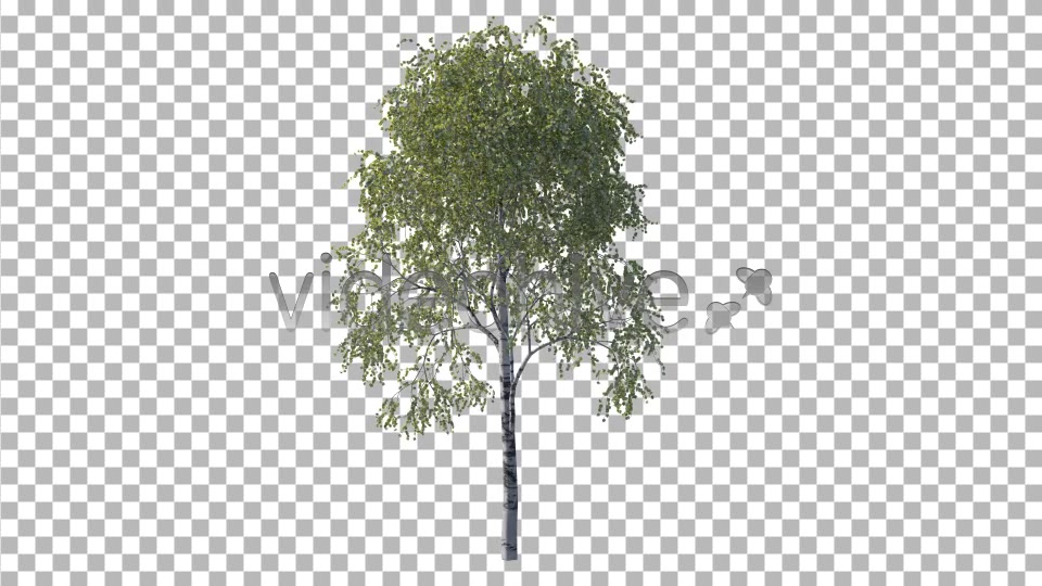 Tree Videohive 4232646 Motion Graphics Image 7