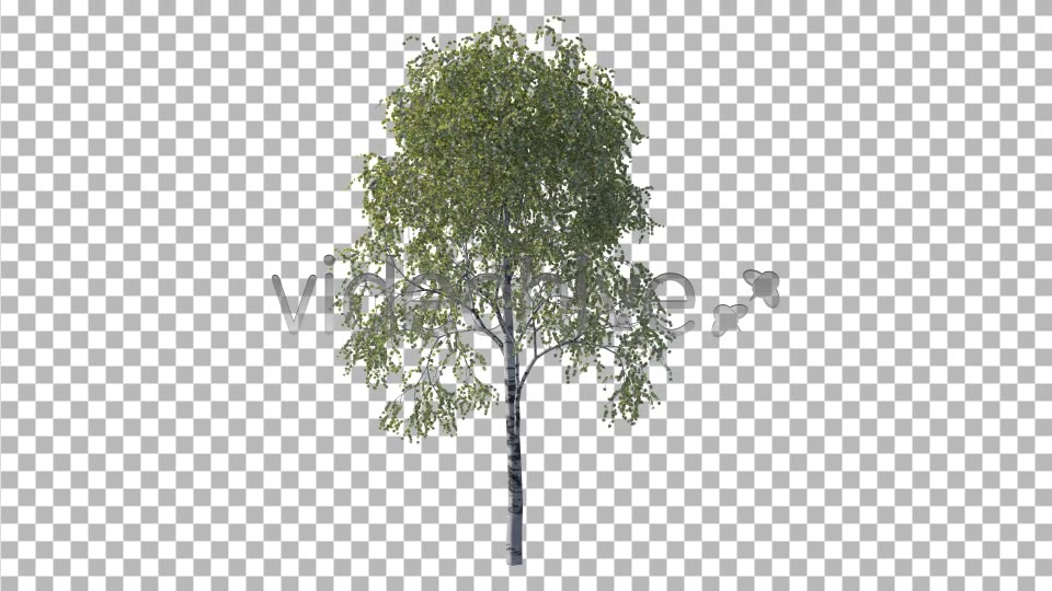Tree Videohive 4232646 Motion Graphics Image 8
