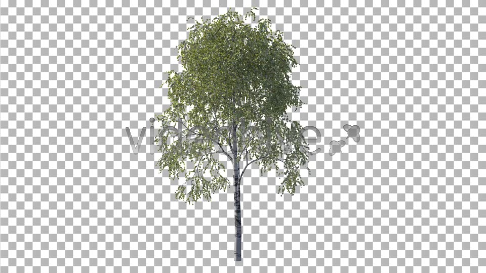 Tree Videohive 4232646 Motion Graphics Image 9