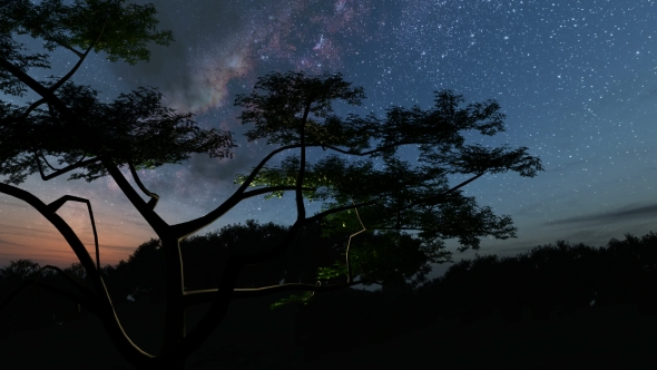 Trees and Milky Way Stars at Night - Download Videohive 19317784
