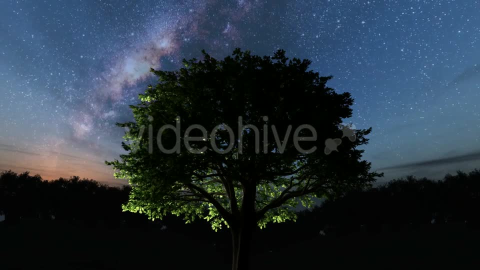 Trees and Milky Way Stars at Night - Download Videohive 19317789