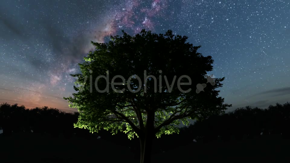 Trees and Milky Way Stars at Night - Download Videohive 19317789