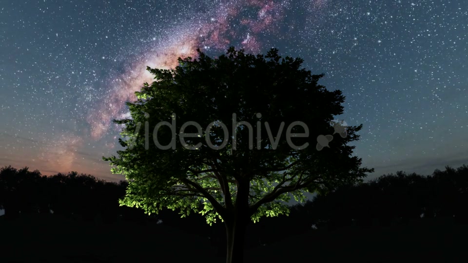 Trees and Milky Way Stars at Night - Download Videohive 19317789