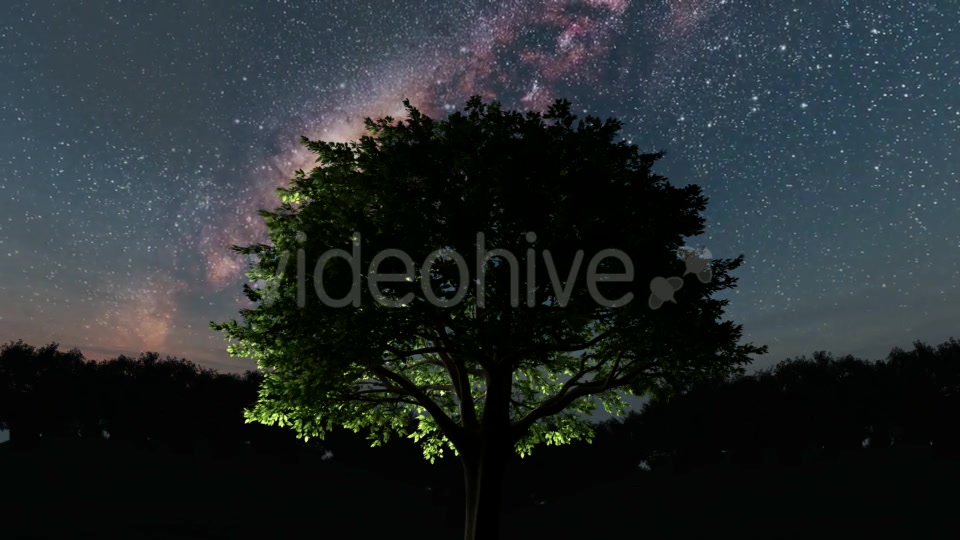 Trees and Milky Way Stars at Night - Download Videohive 19317789