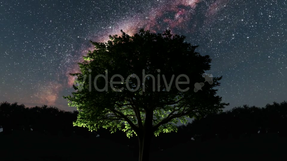 Trees and Milky Way Stars at Night - Download Videohive 19317789