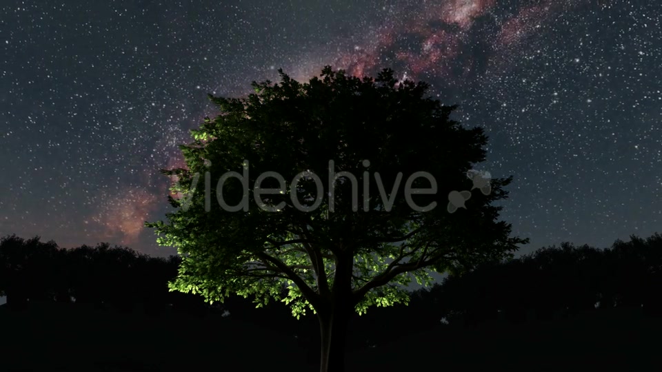 Trees and Milky Way Stars at Night - Download Videohive 19317789