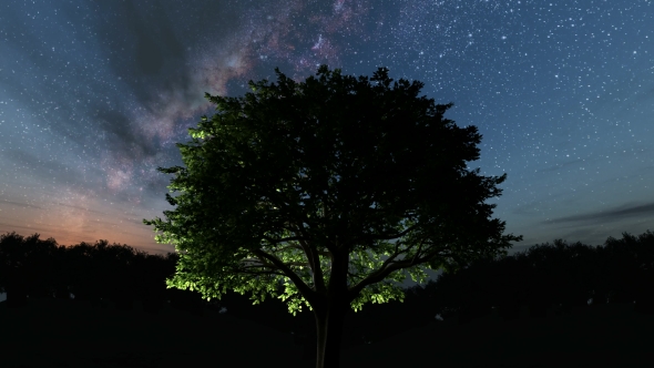 Trees and Milky Way Stars at Night - Download Videohive 19317789