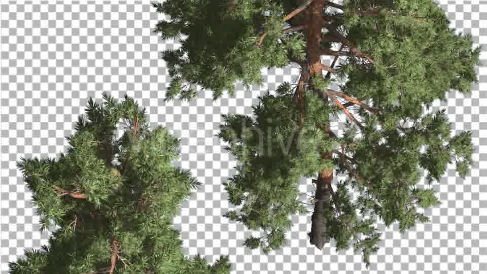 Two Trees Scots Pines Coniferous Evergreen Tree - Download Videohive 15703930