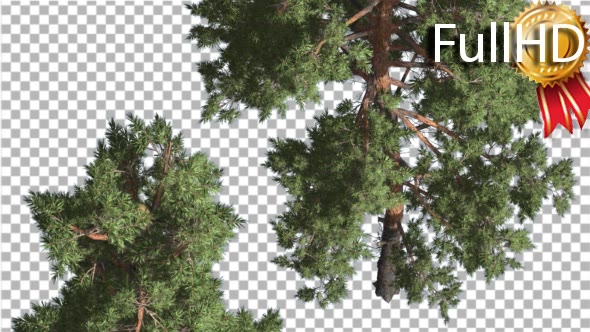 Two Trees Scots Pines Coniferous Evergreen Tree - Download Videohive 15703930
