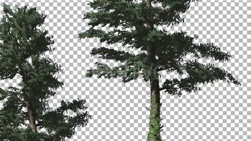 Two White Firs Coniferous Evergreen Trees Are - Download Videohive 19298599