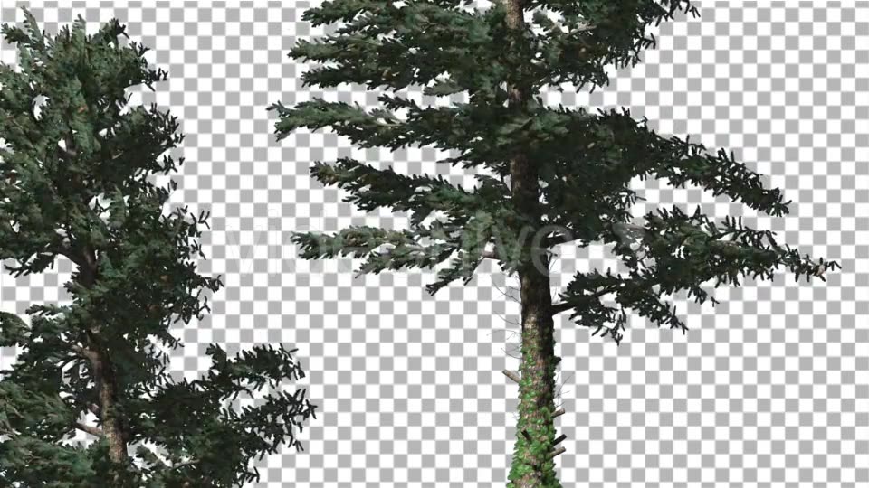 Two White Firs Coniferous Evergreen Trees Are - Download Videohive 19298599