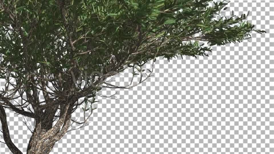 Umbrella Thorn Thin Tree Branches Are Swaying - Download Videohive 14758066