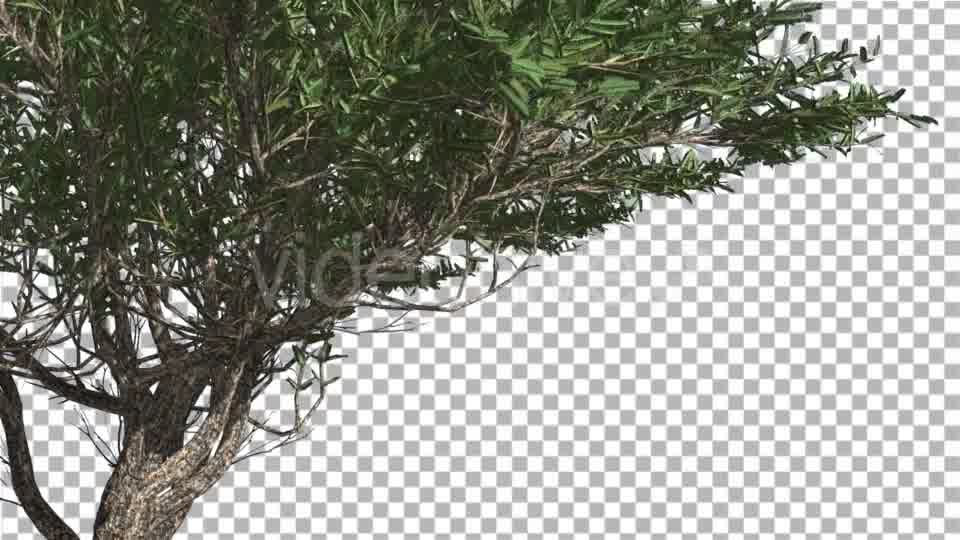 Umbrella Thorn Thin Tree Branches Are Swaying - Download Videohive 14758066