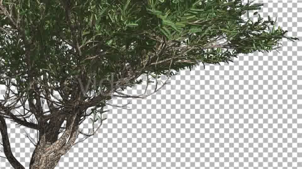 Umbrella Thorn Thin Tree Branches Are Swaying - Download Videohive 14758066