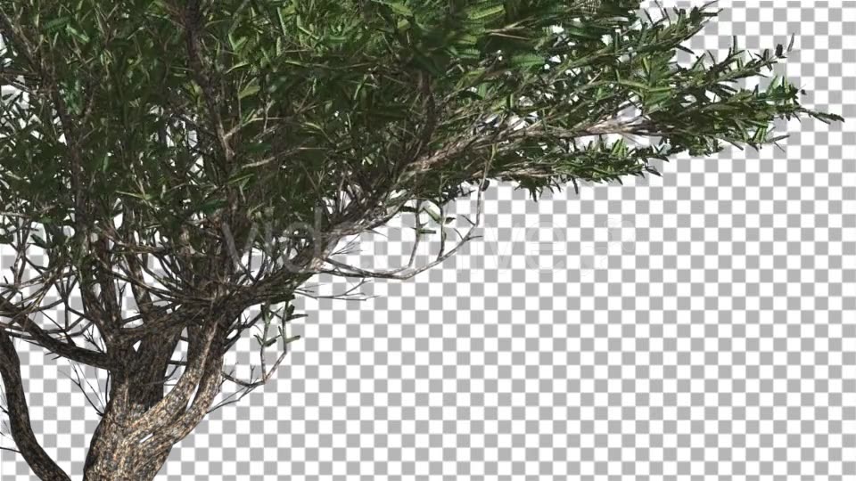 Umbrella Thorn Thin Tree Branches Are Swaying - Download Videohive 14758066