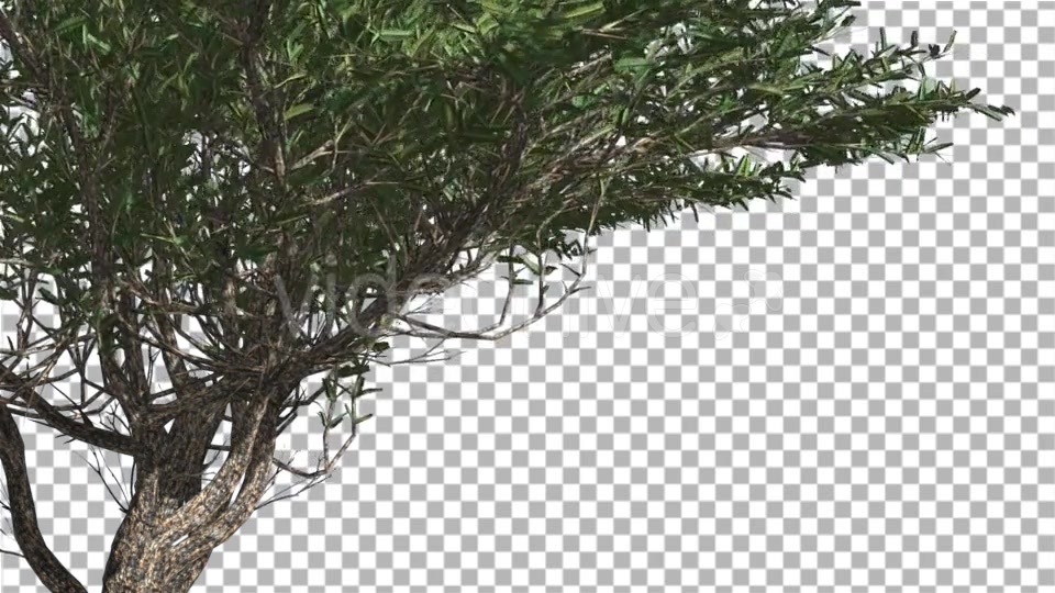 Umbrella Thorn Thin Tree Branches Are Swaying - Download Videohive 14758066