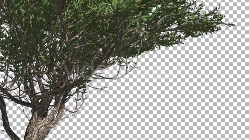 Umbrella Thorn Thin Tree Branches Are Swaying - Download Videohive 14758066