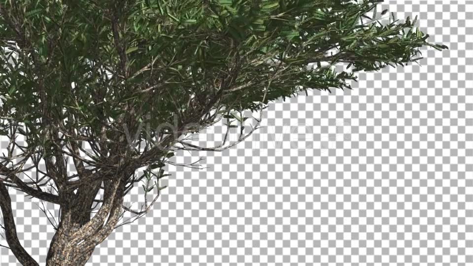 Umbrella Thorn Thin Tree Branches Are Swaying - Download Videohive 14758066