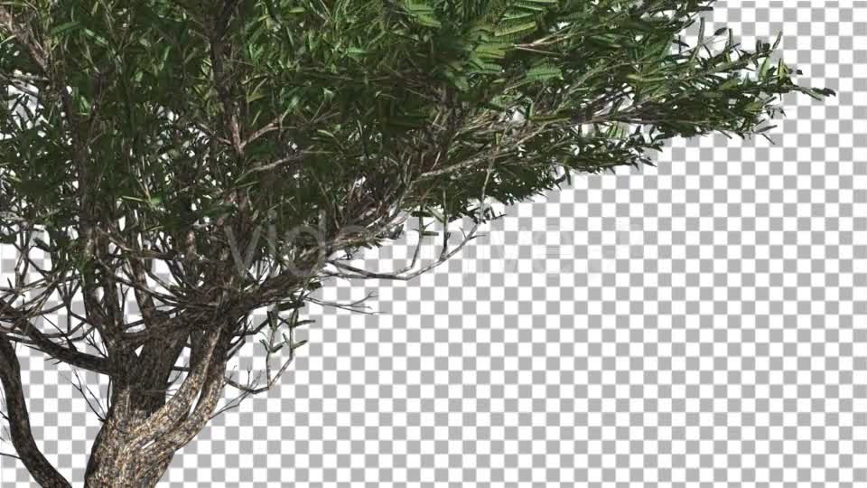 Umbrella Thorn Thin Tree Branches Are Swaying - Download Videohive 14758066